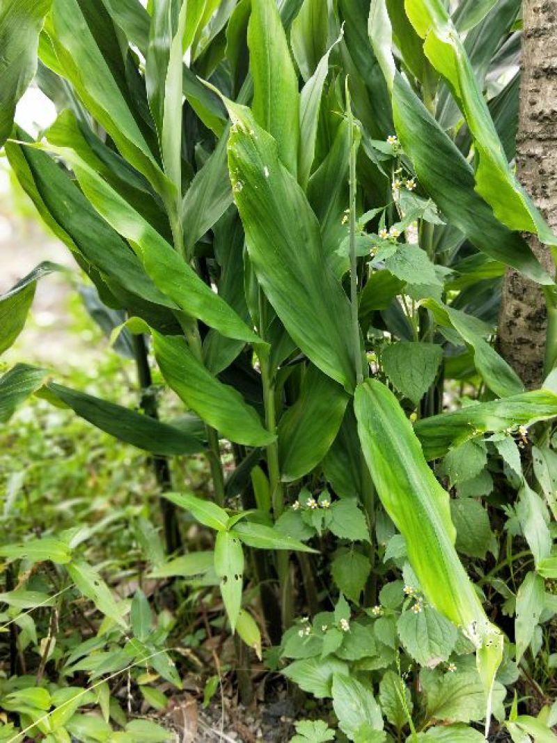 恩施富硒高山洋荷苗
