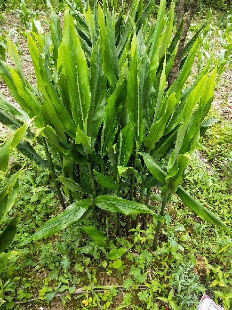 恩施富硒高山洋荷苗