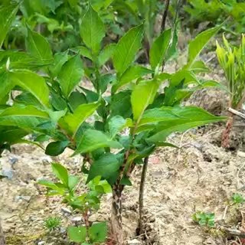 恩施富硒高山魔芋
