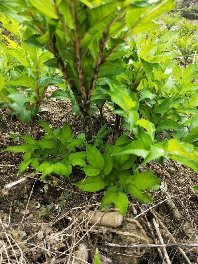 恩施富硒高山魔芋