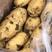 黄金薯，荷兰15，可提供各种包装，等级，物流方便，工人多