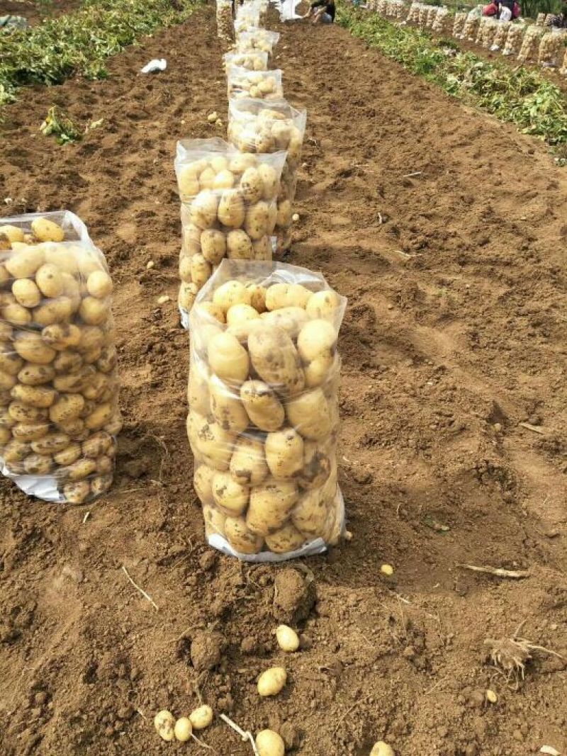 黄金薯，荷兰15，可提供各种包装，等级，物流方便，工人多