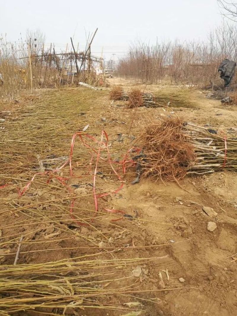 李子树苗
