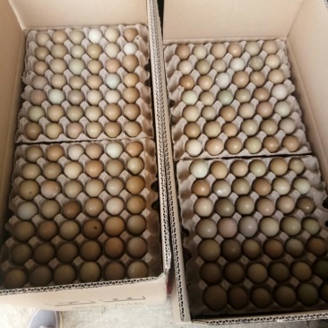 野鸡蛋50g以下食用种植户直销量大从优质量保证生