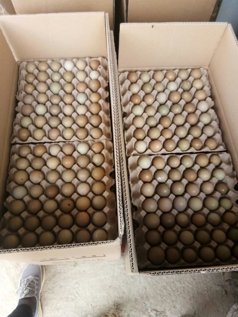 野鸡蛋50g以下食用种植户直销量大从优质量保证生