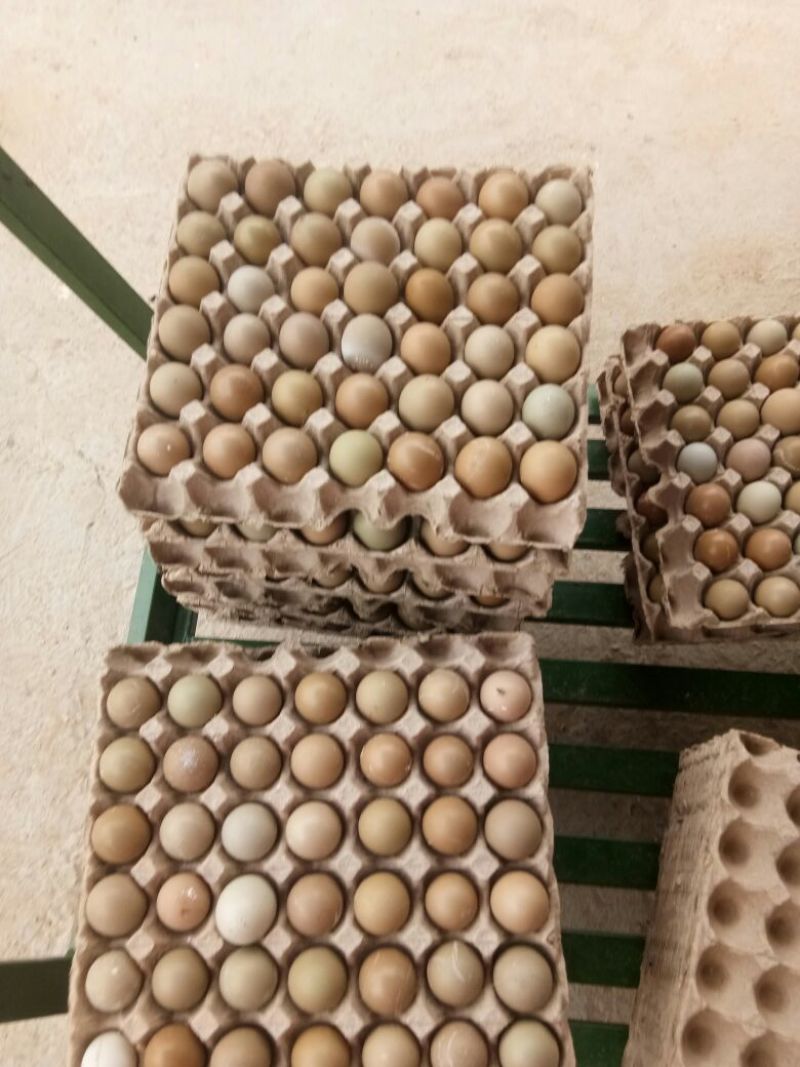 野鸡蛋50g以下食用种植户直销量大从优质量保证生