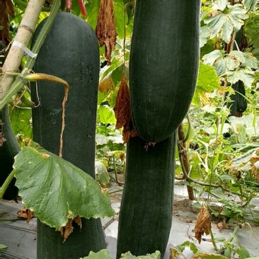 吊瓜