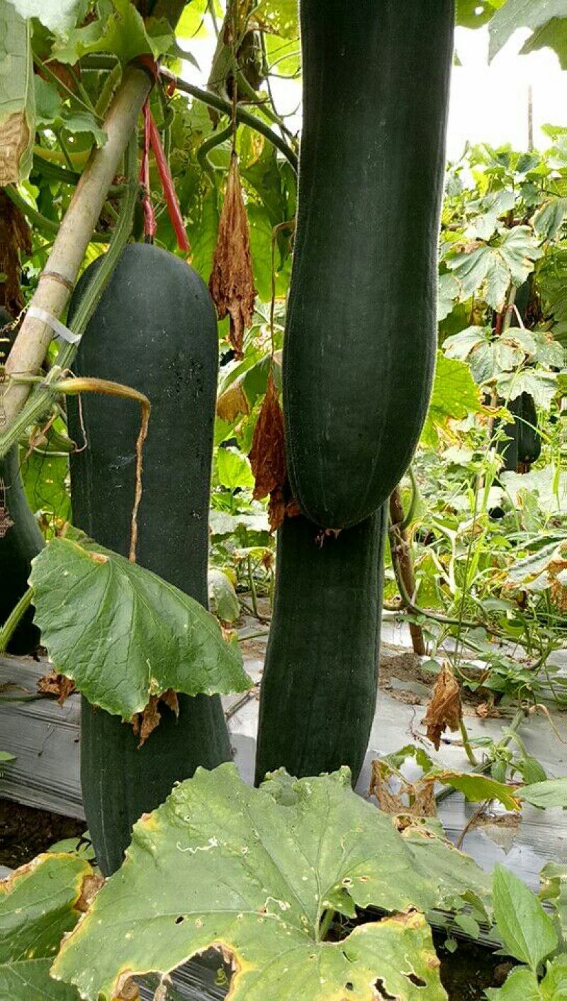 吊瓜