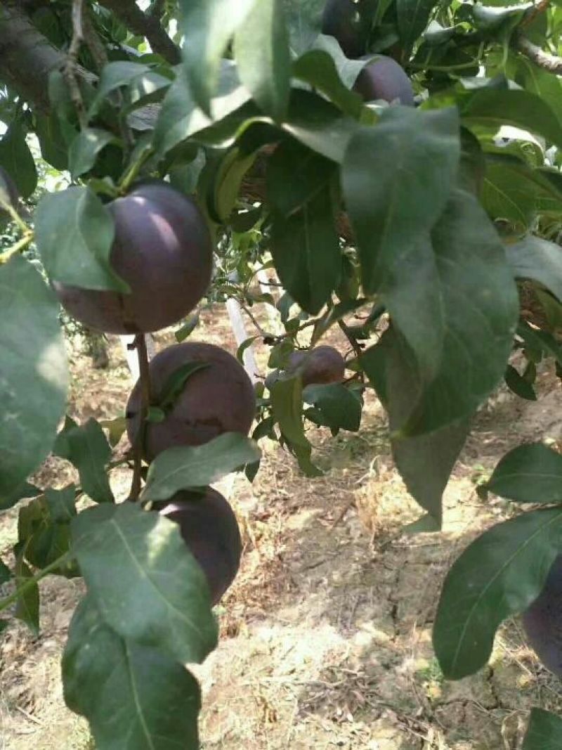陕西大荔巨力李子大量上市中