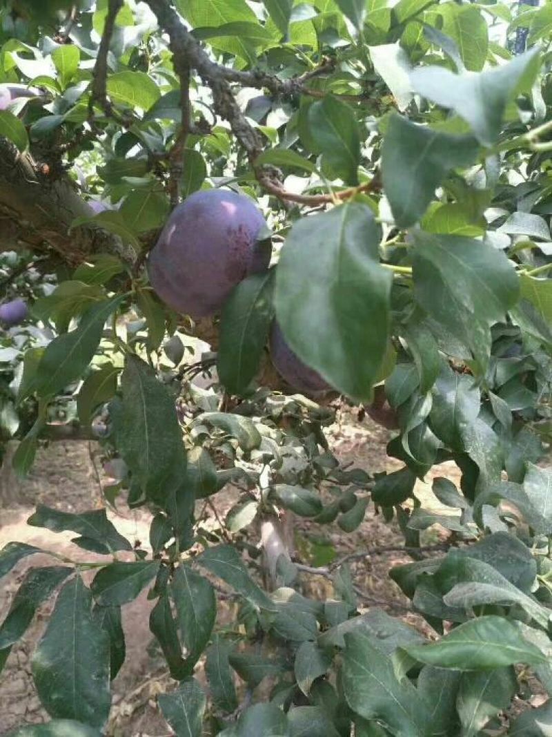 陕西大荔巨力李子大量上市中