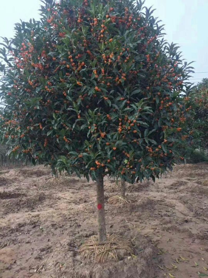 桂花