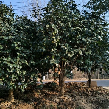 桂花