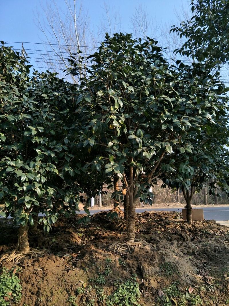 桂花