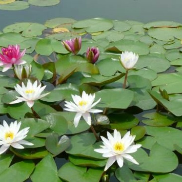 睡莲10元一棵，木槿花8元一棵，栀子花五