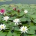 睡莲10元一棵，木槿花8元一棵，栀子花五