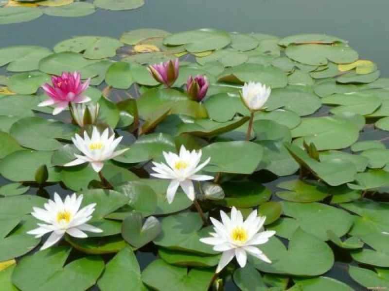 睡莲10元一棵，木槿花8元一棵，栀子花五