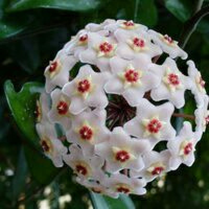 睡莲10元一棵，木槿花8元一棵，栀子花五