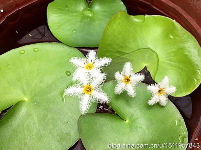 睡莲10元一棵，木槿花8元一棵，栀子花五