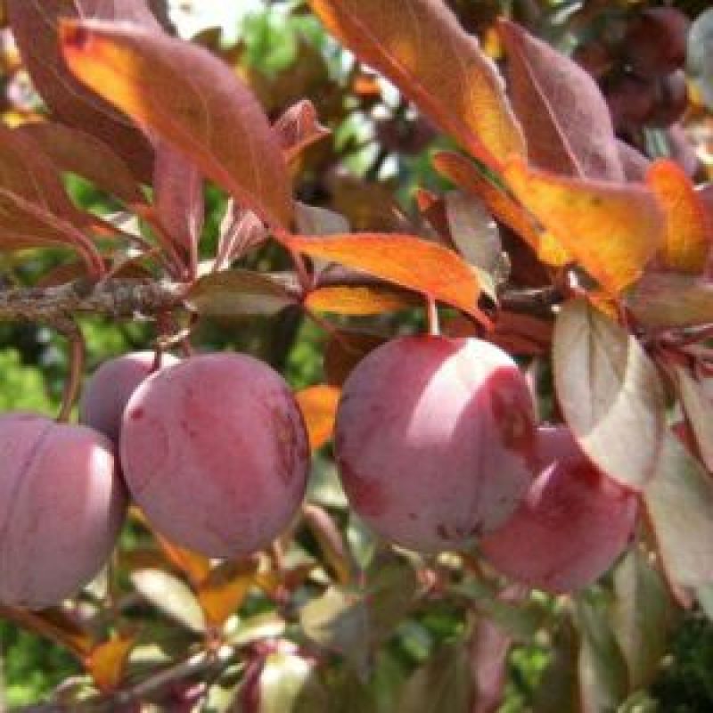 睡莲10元一棵，木槿花8元一棵，栀子花五