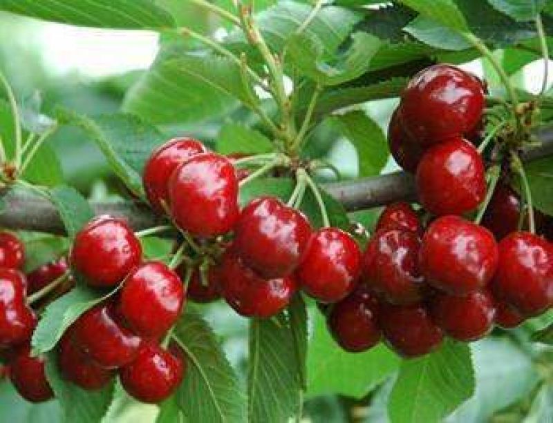 睡莲10元一棵，木槿花8元一棵，栀子花五