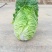 大白菜