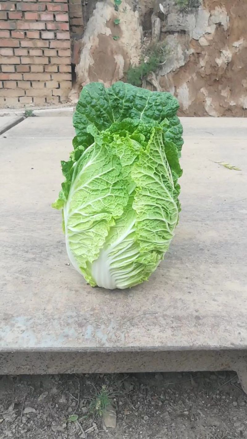 大白菜