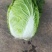 大白菜