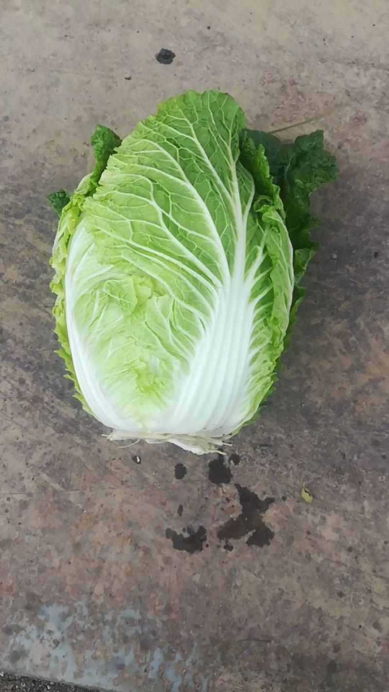 大白菜