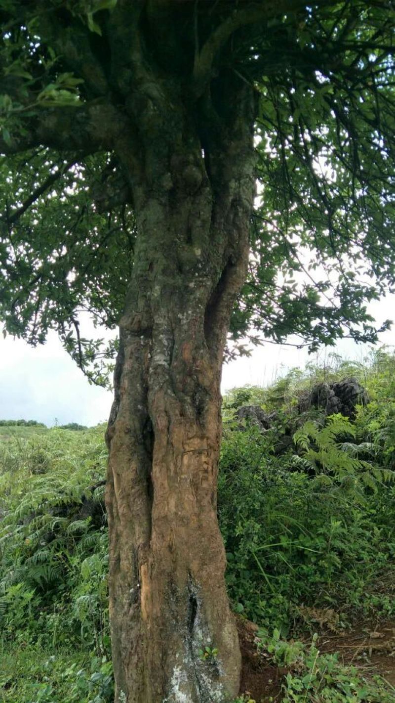 园林种植