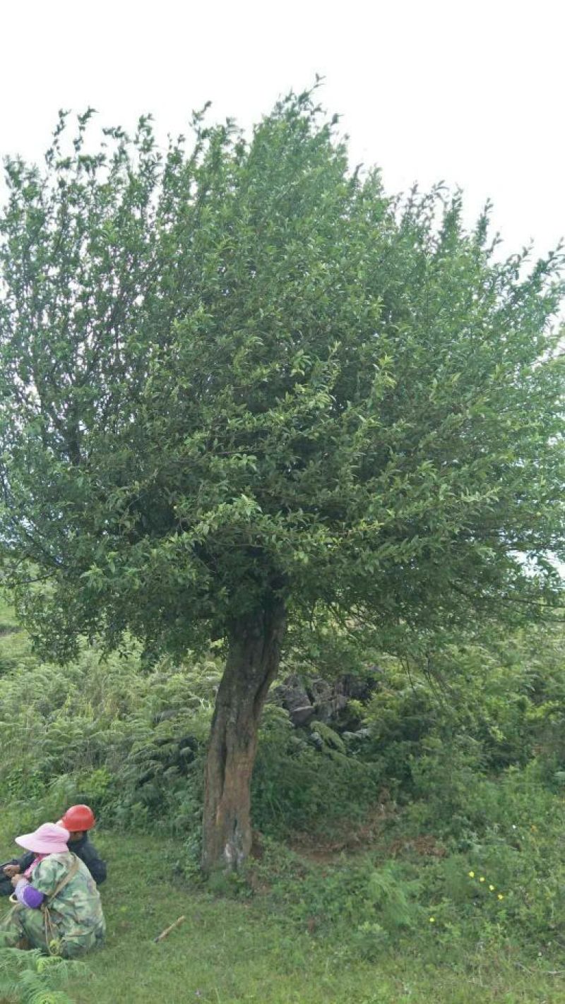 园林种植