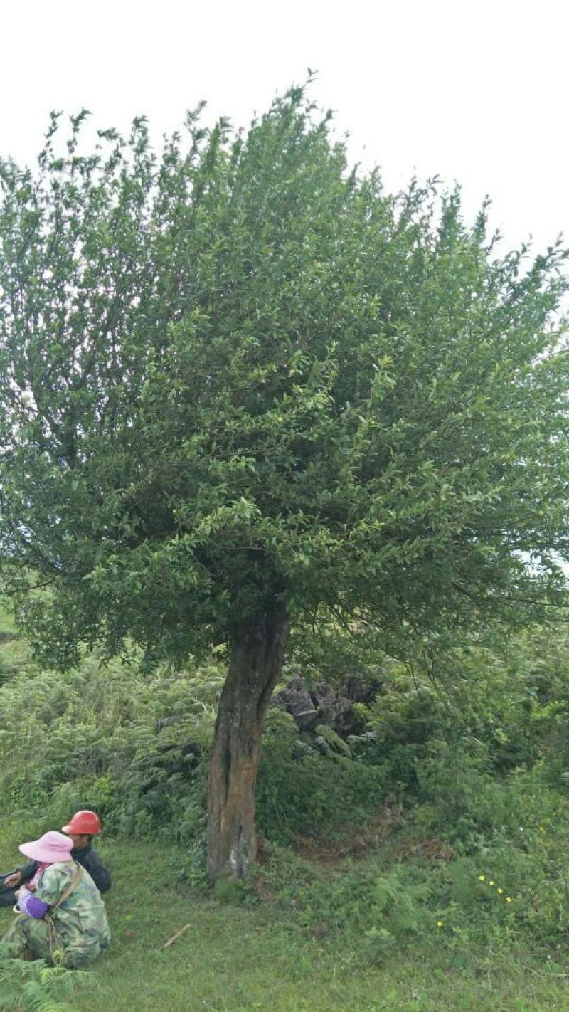 园林种植