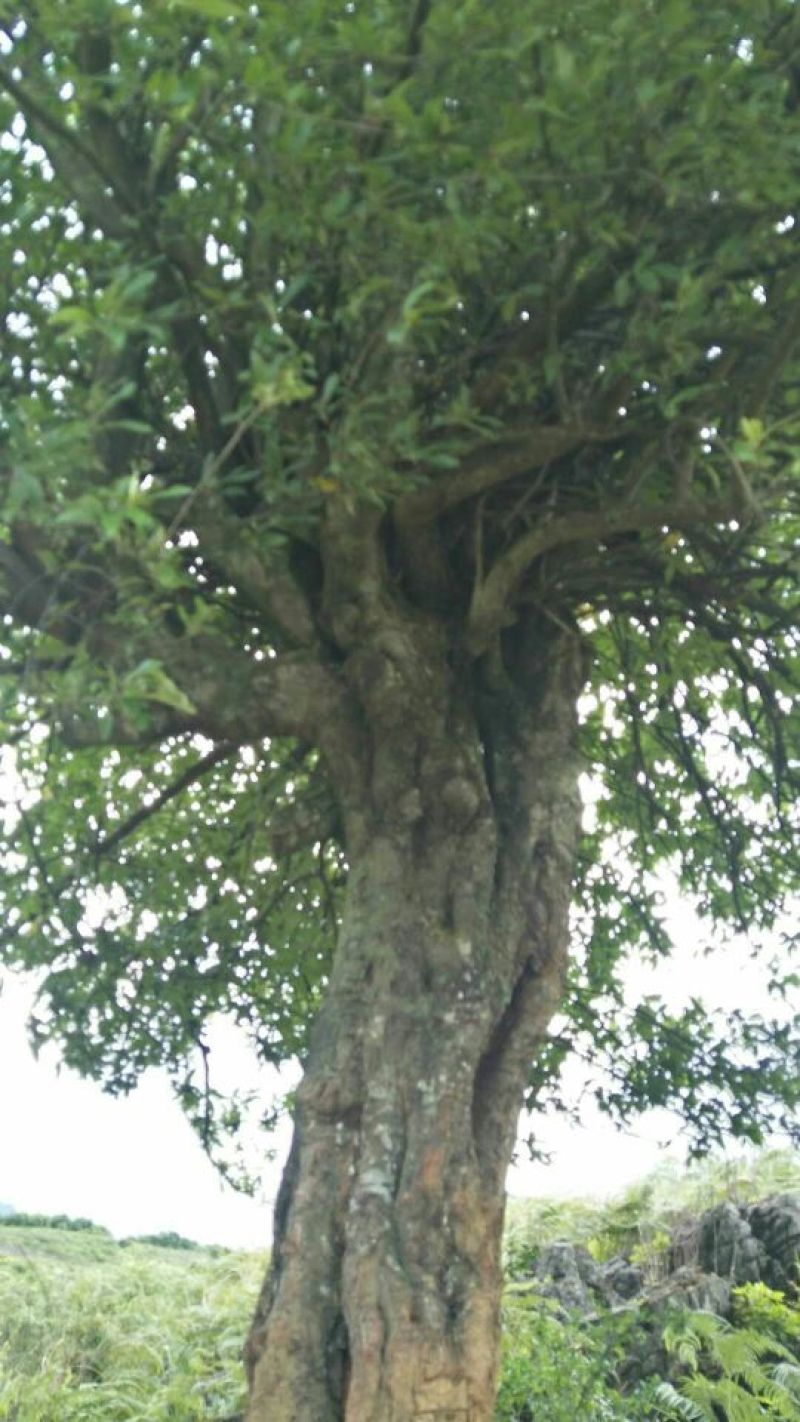 园林种植