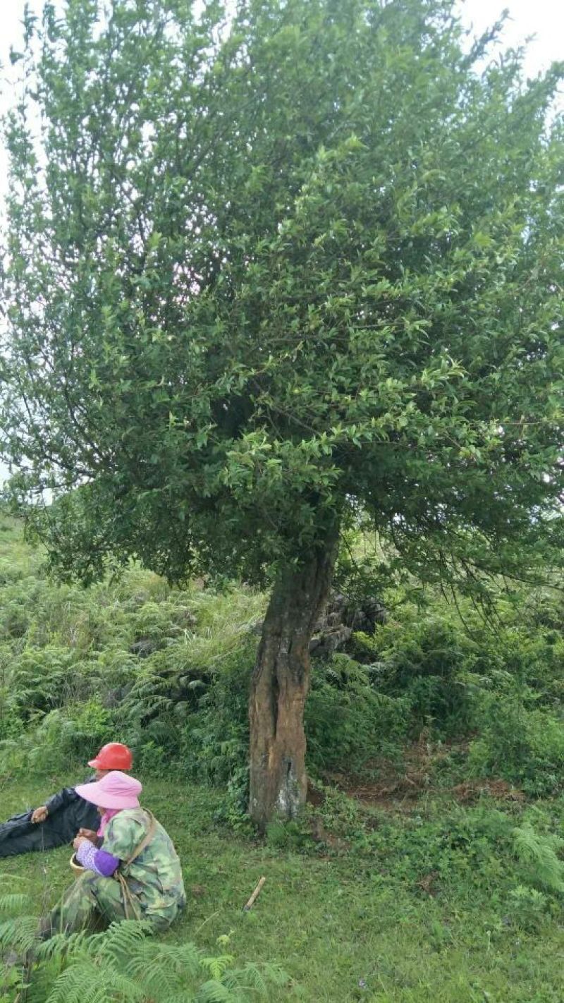 园林种植