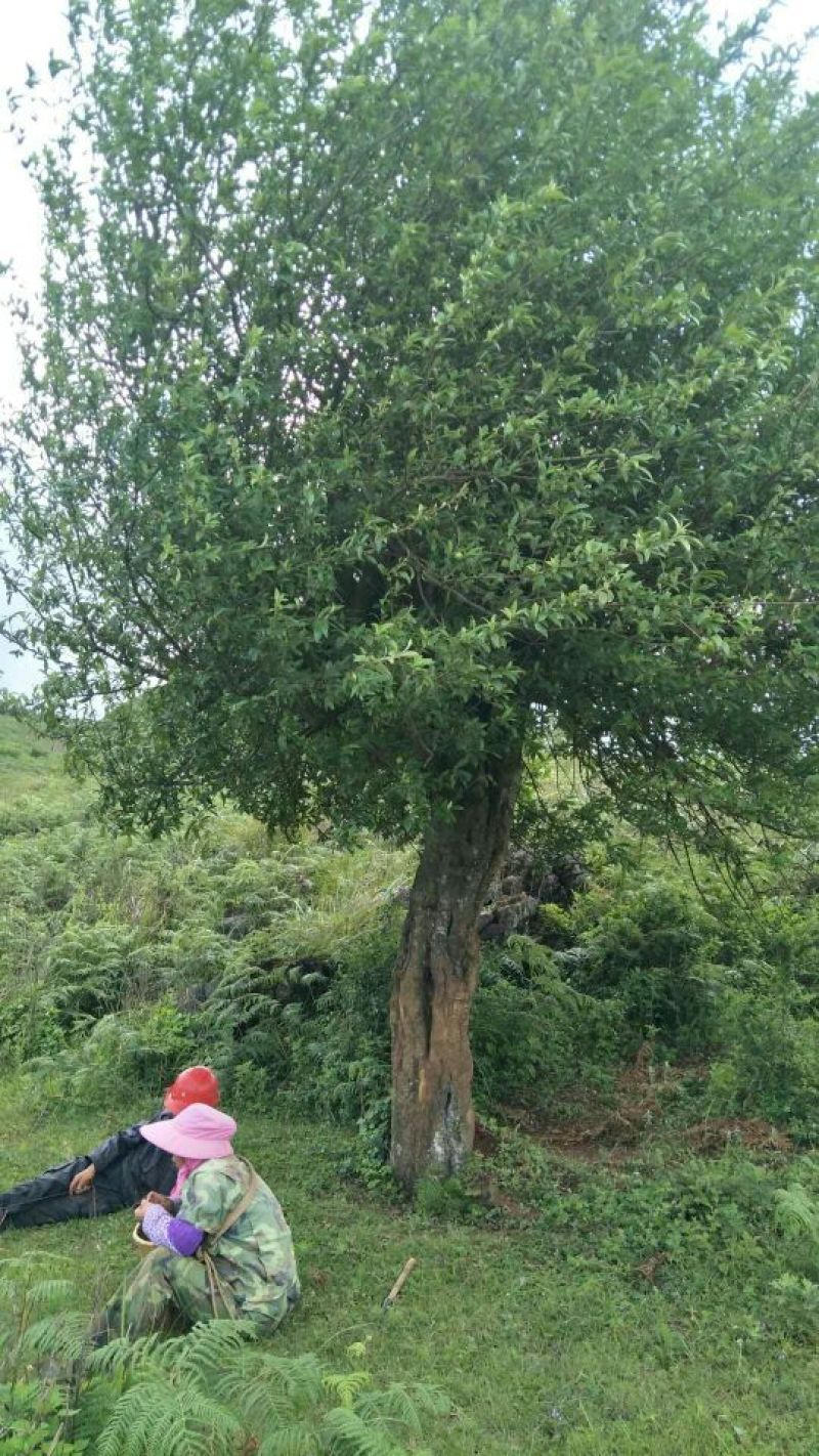 园林种植