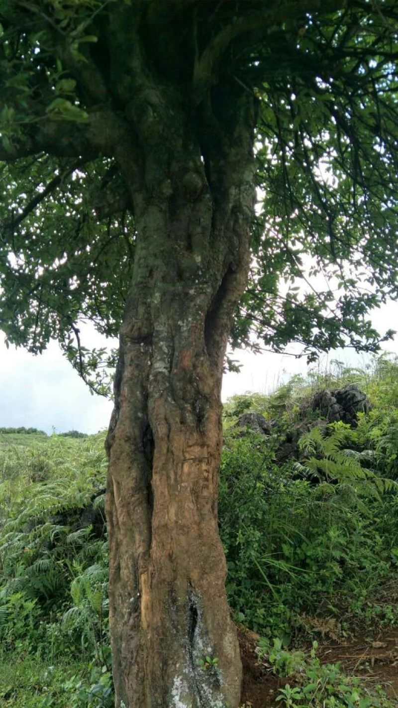 园林种植