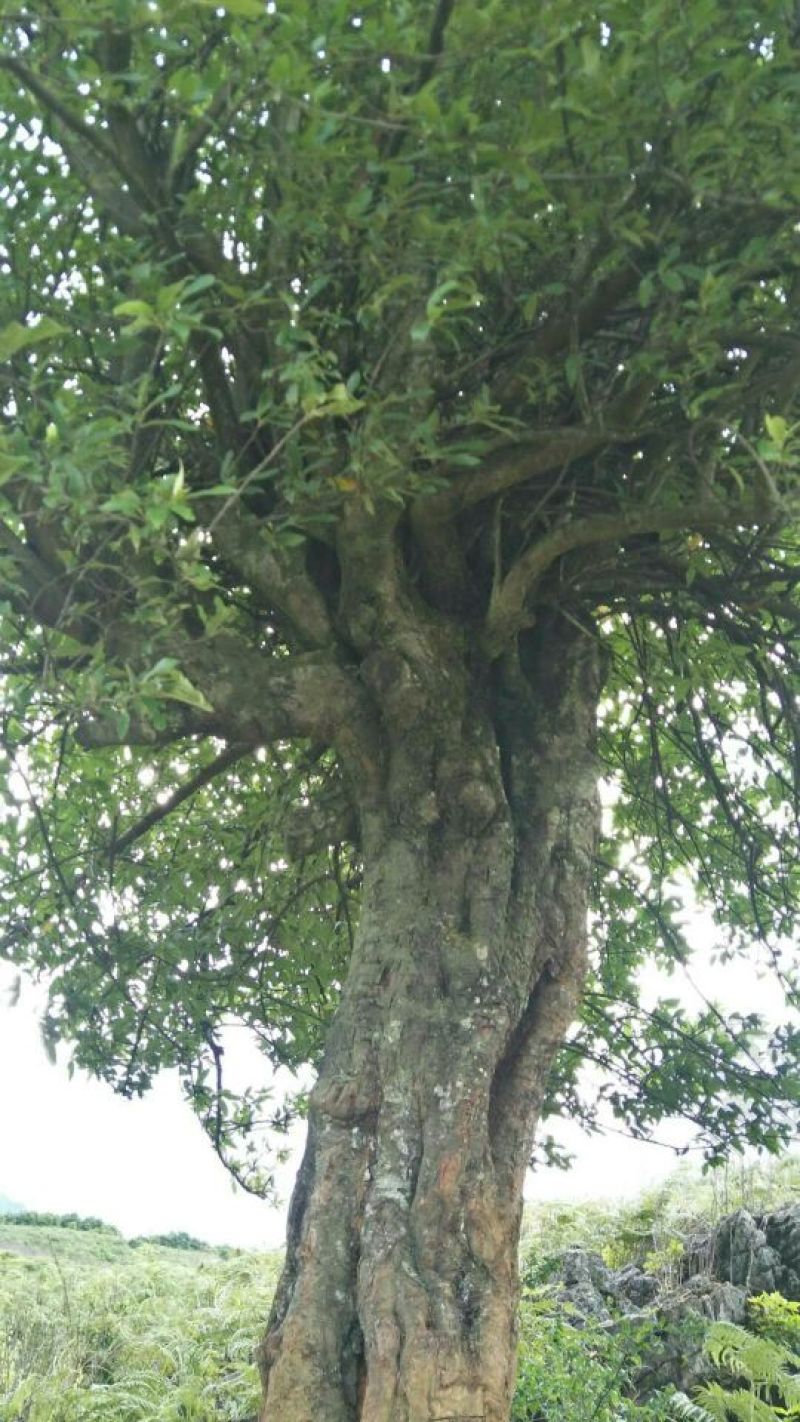 园林种植