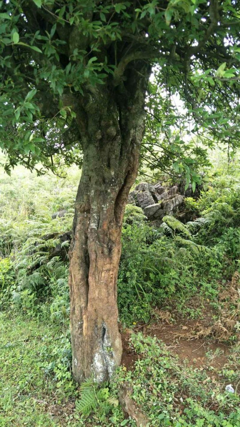 园林种植