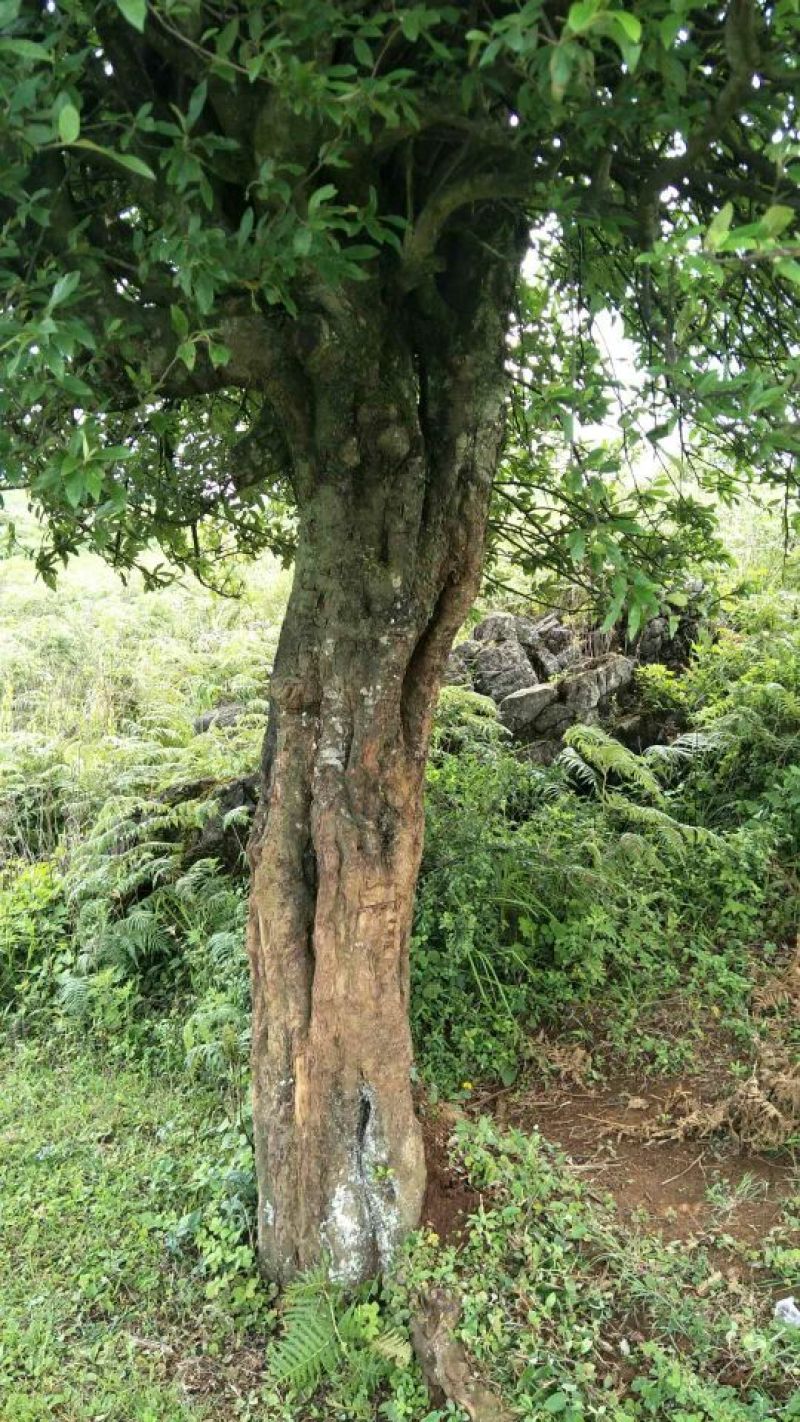 园林种植