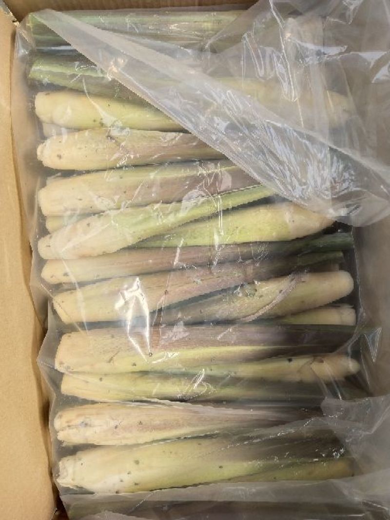 双季茭白苗出售
