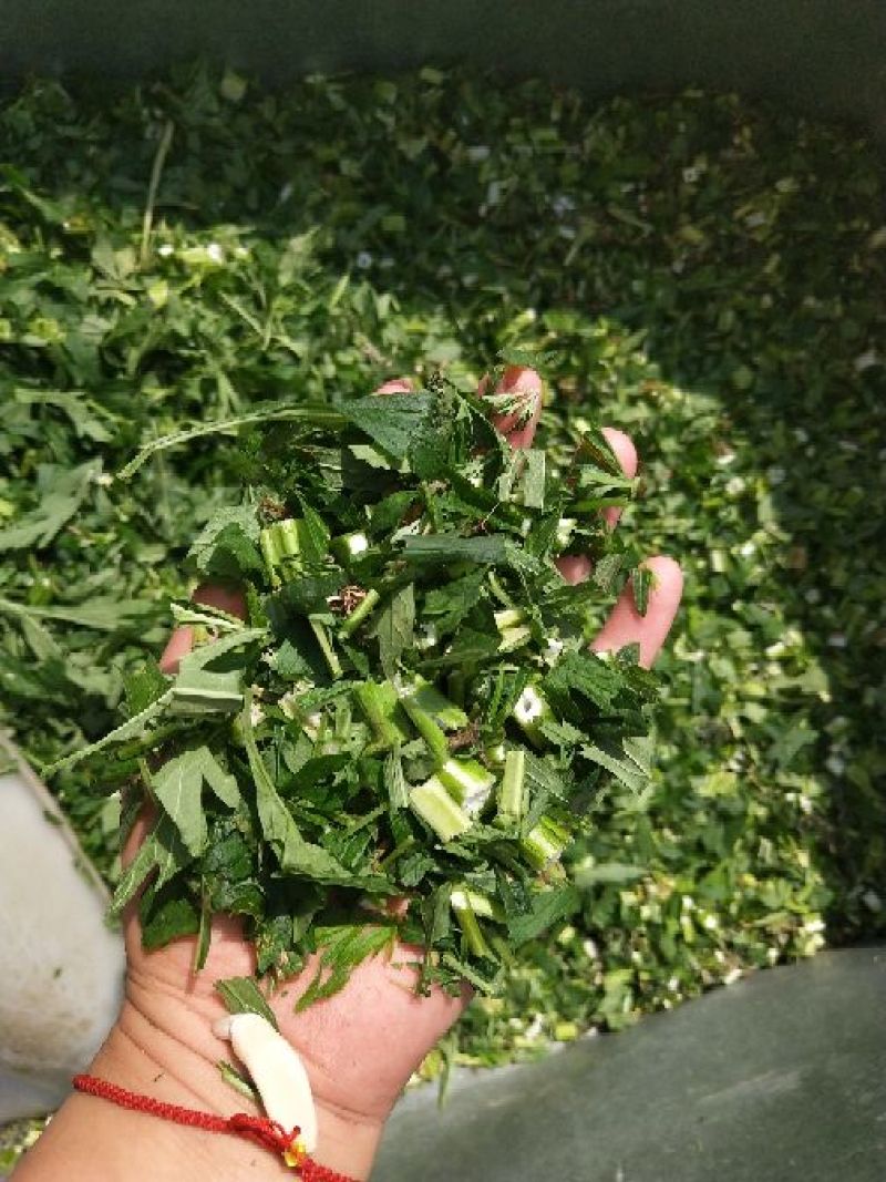 各种规格益母草片子