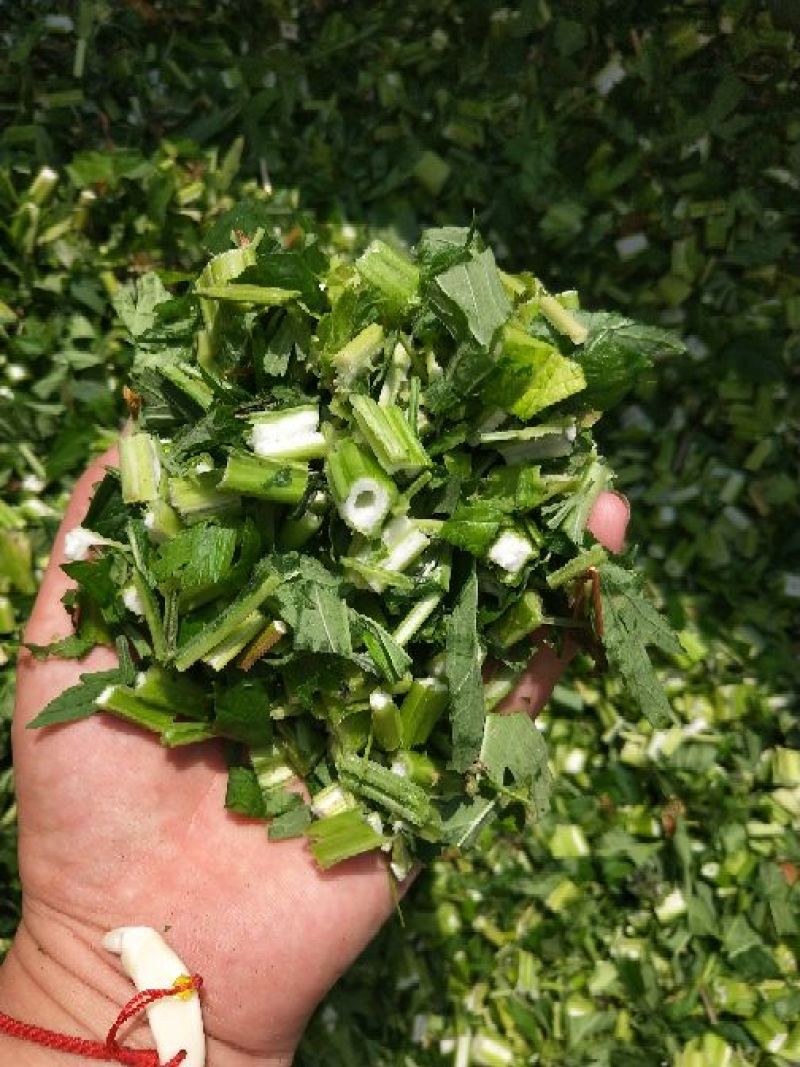 各种规格益母草片子