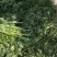 各种规格益母草片子