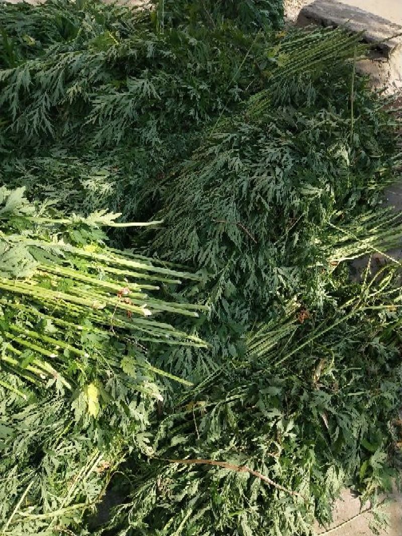 各种规格益母草片子