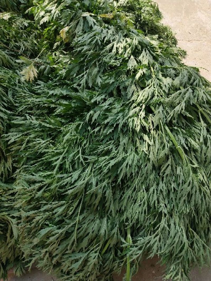 各种规格益母草片子