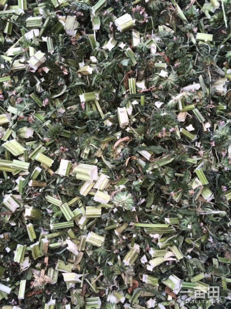 各种规格益母草片子