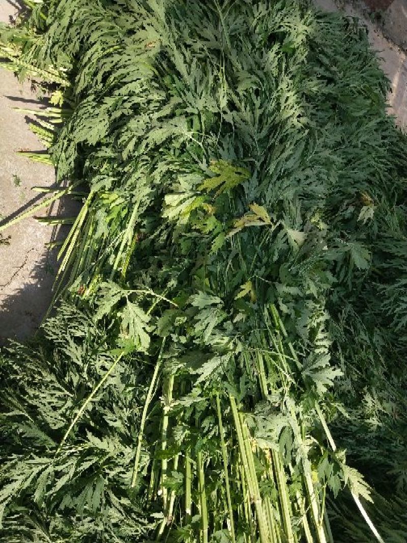 各种规格益母草片子