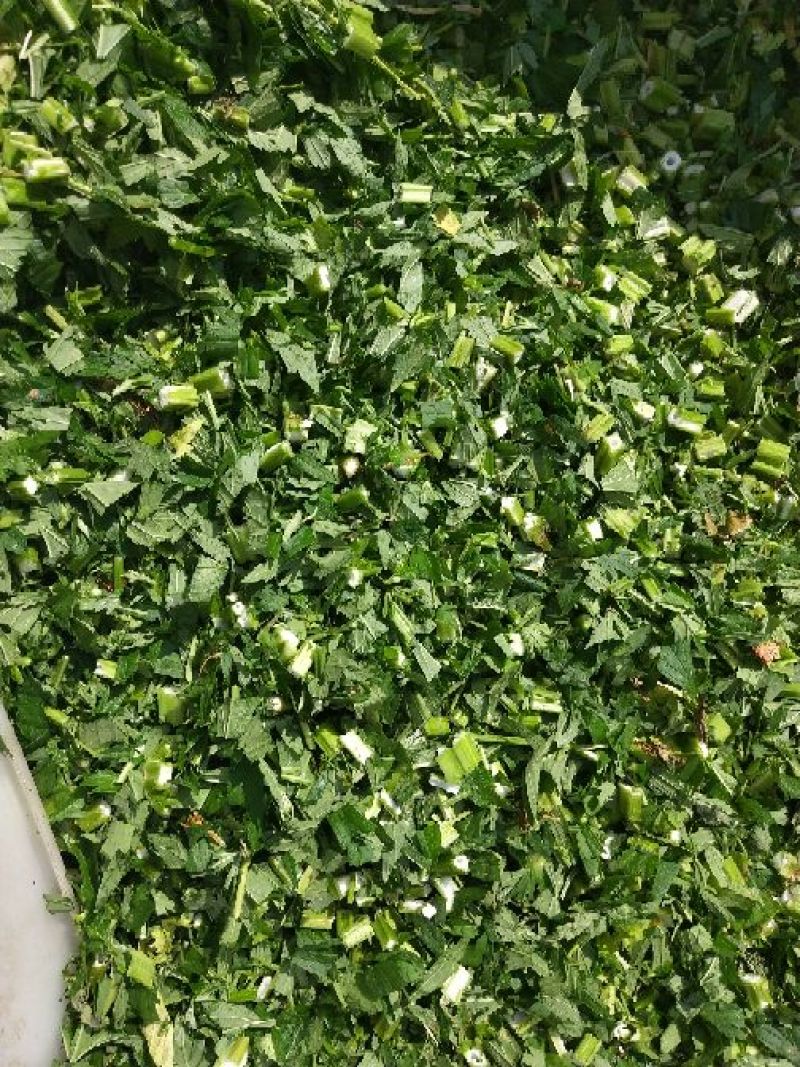 各种规格益母草片子