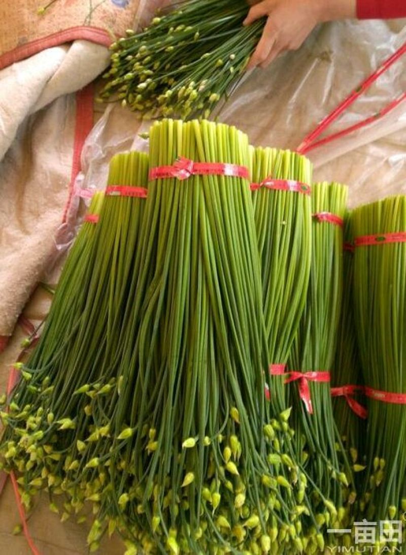 韭苔和韭菜花