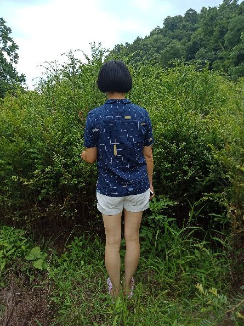 红豆杉苗