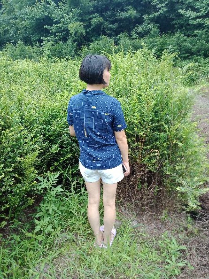 红豆杉苗